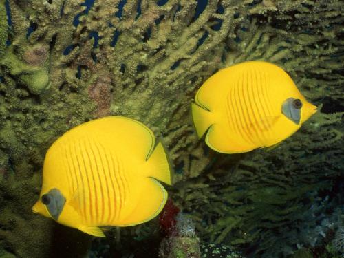Žlté ryby